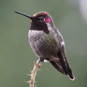 Colibrí de Anna