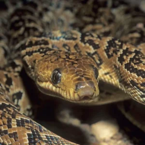 Epicrates angulifer