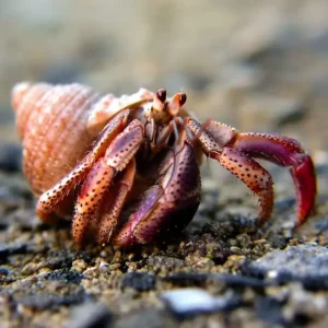 Cangrejo ermitaño