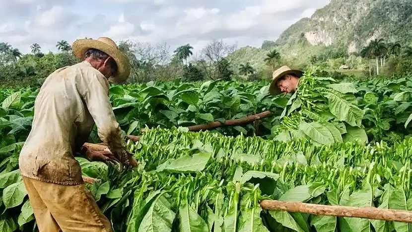 Cuba produce todas las hojas de tabaco utilizadas para elaborar